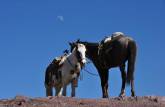 Cavalos esperam seus clientes sob a lua e um céu azul, aos pés de El Quemado, na região de Real de Catorce, pueblo mágico no norte do México
